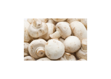 CHAMPIGNON PARIS FRANCE  BIO