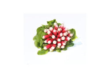 Radis botte - Bio - France