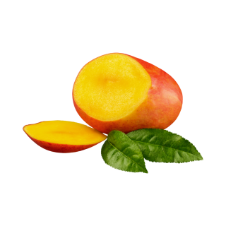 MANGUE KENT - BIO - SENEGAL